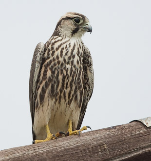 immature Lanner Falcon